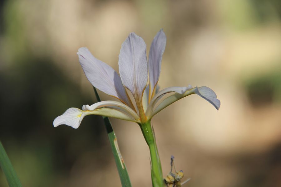 Image of Iris sogdiana specimen.