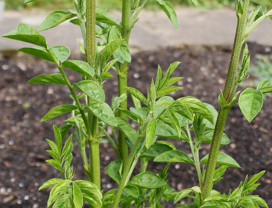 Изображение особи Glycyrrhiza echinata.