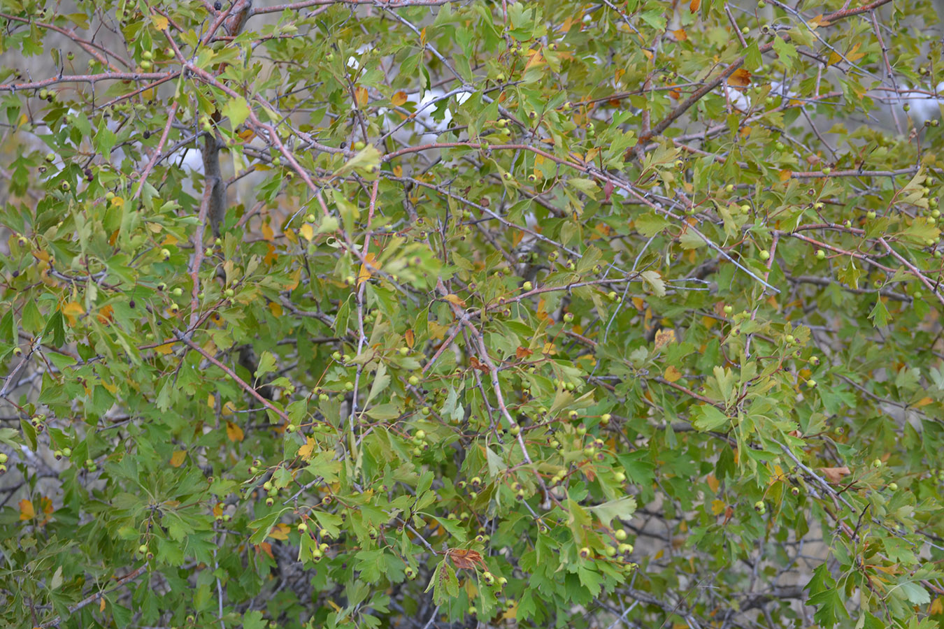 Изображение особи Crataegus taurica.