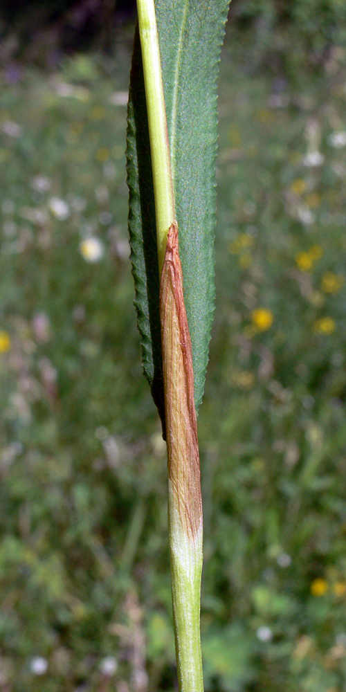 Image of Bistorta vivipara specimen.