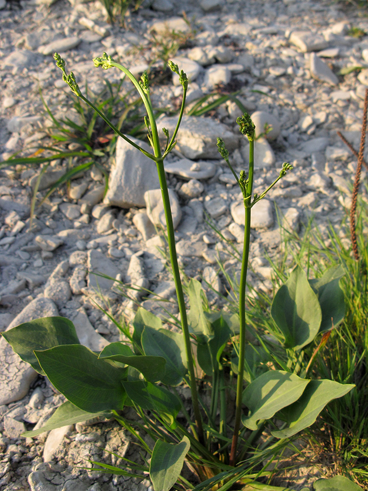 Изображение особи Alisma plantago-aquatica.