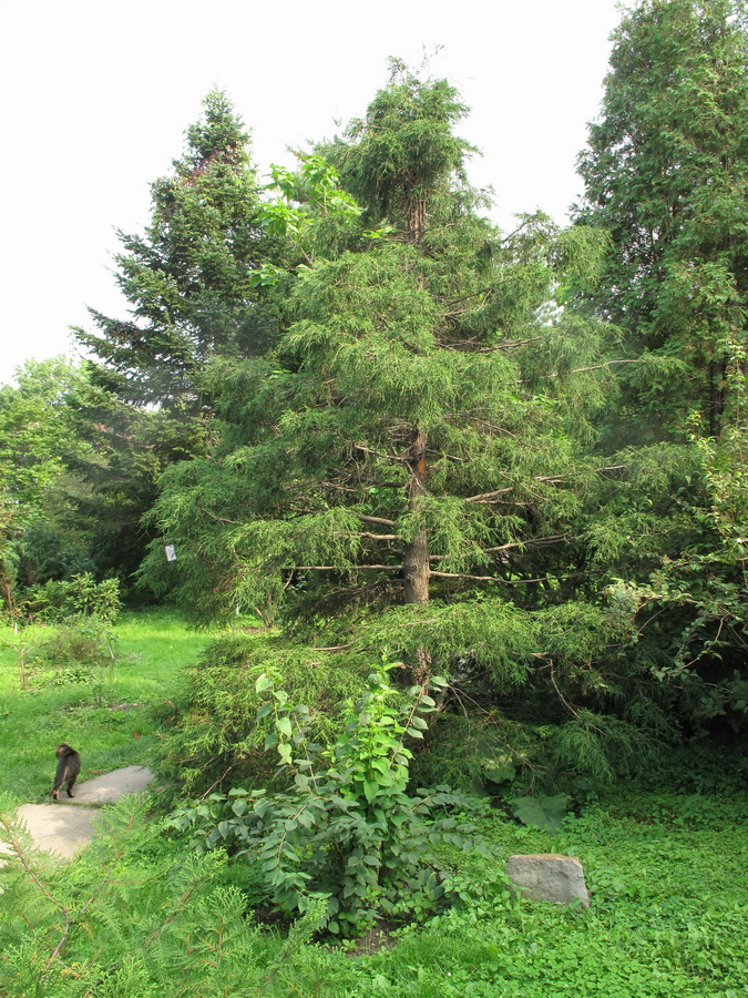 Изображение особи Chamaecyparis pisifera.