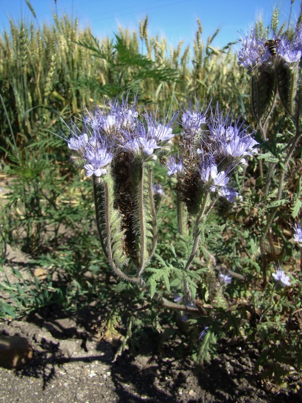 Изображение особи Phacelia tanacetifolia.