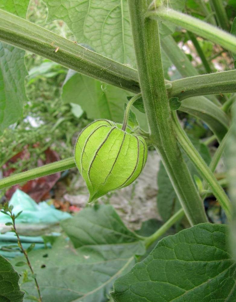 Изображение особи Physalis peruviana.