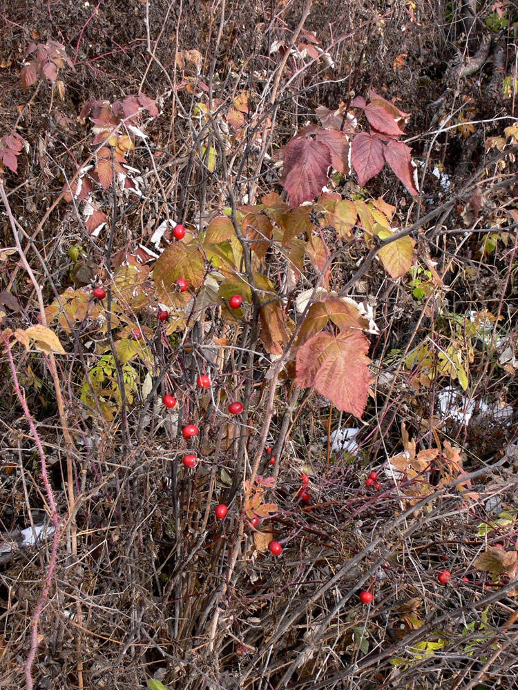 Image of Rosa cinnamomea specimen.