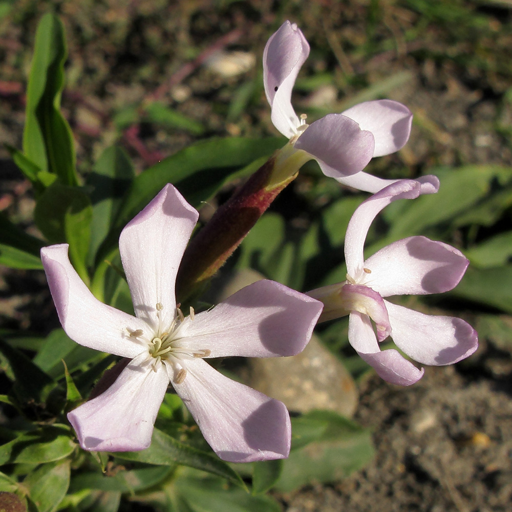 Image of Saponaria officinalis specimen.