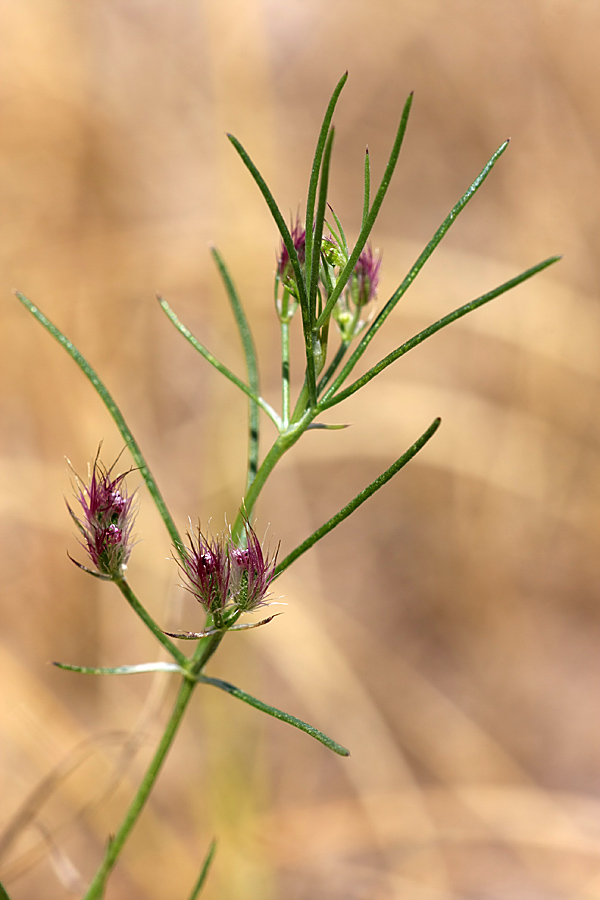 Изображение особи Cuminum setifolium.