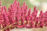 Amaranthus hypochondriacus