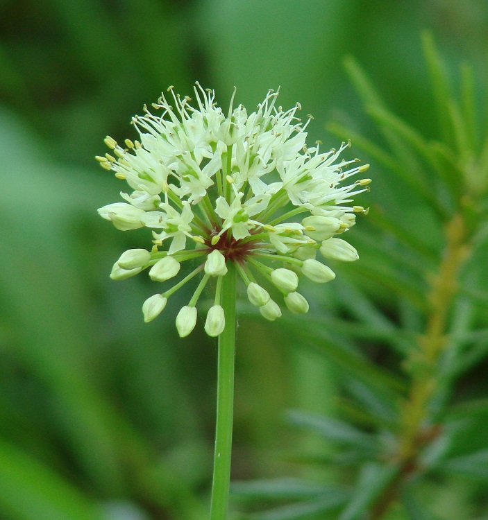 Изображение особи Allium microdictyon.