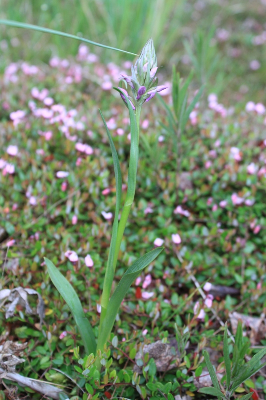 Image of familia Orchidaceae specimen.