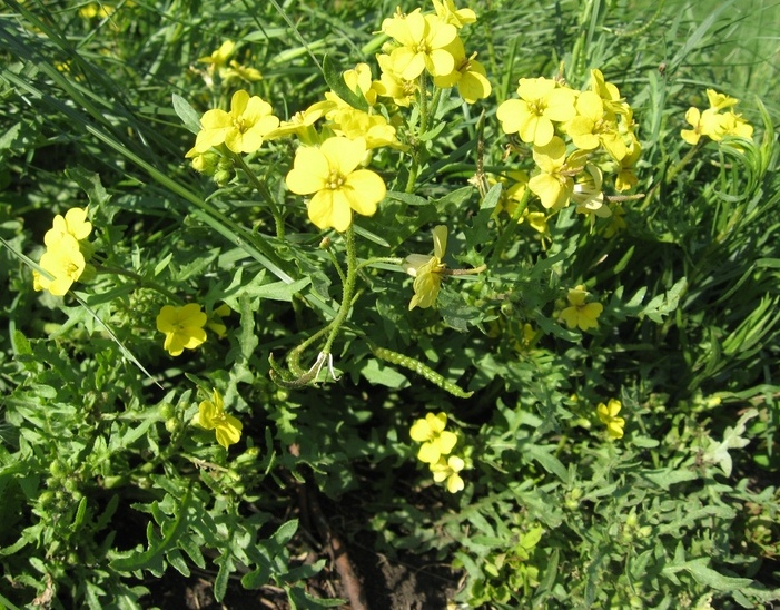 Image of Chorispora sibirica specimen.