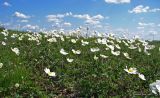 Anemone sylvestris