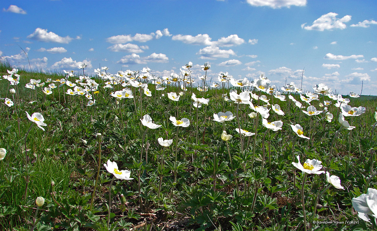 Изображение особи Anemone sylvestris.