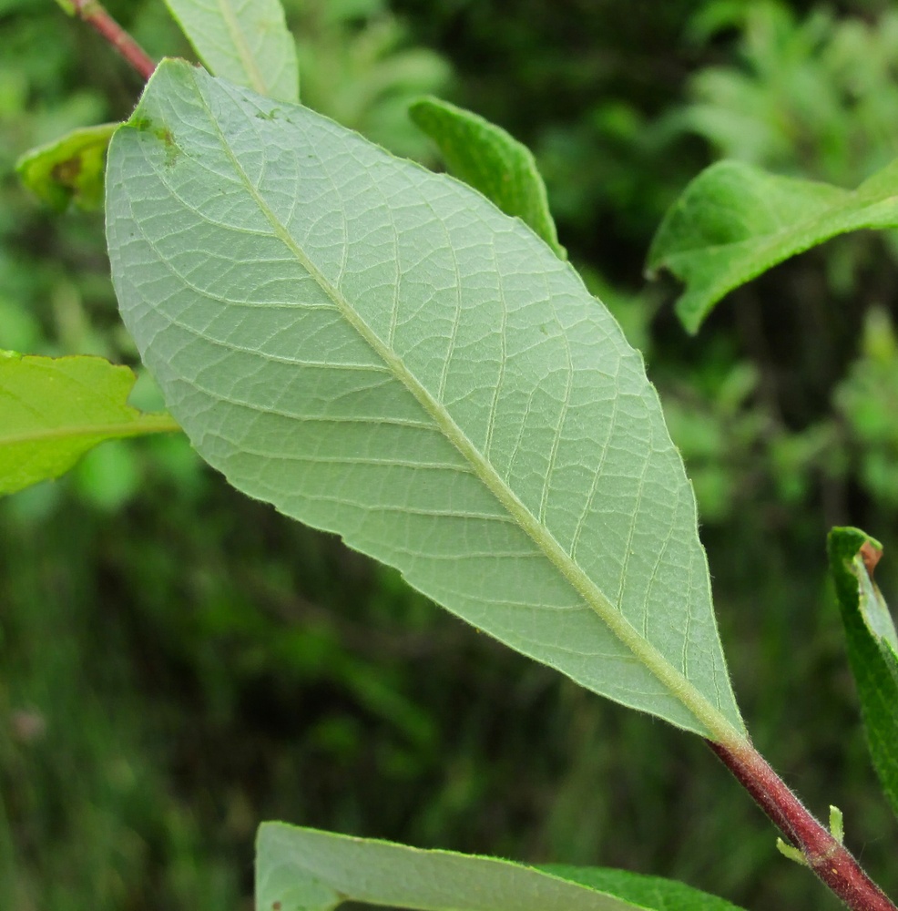 Изображение особи Salix × laurina.