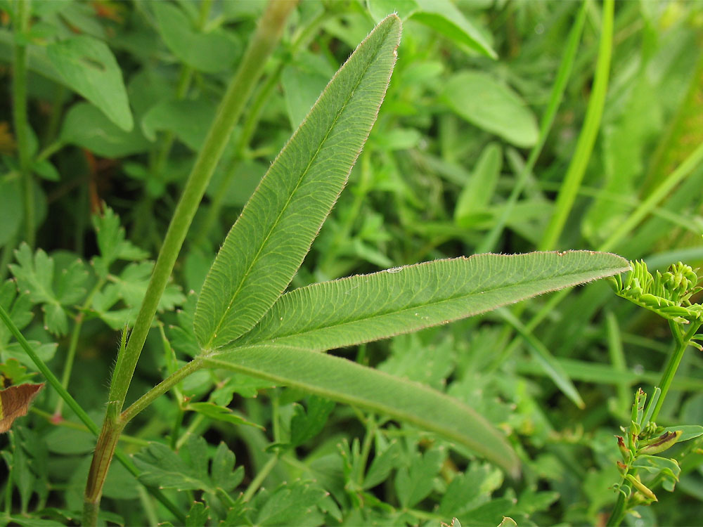 Image of Trifolium alpestre specimen.