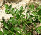 Salix recurvigemmata