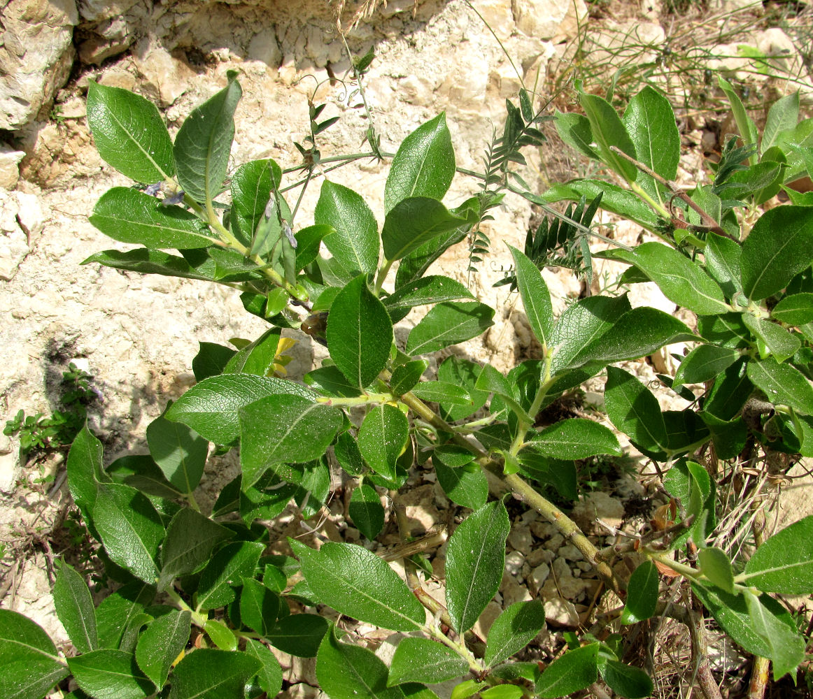 Image of Salix recurvigemmata specimen.