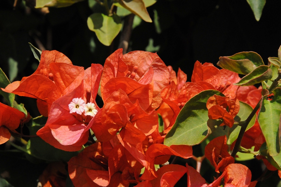 Изображение особи род Bougainvillea.