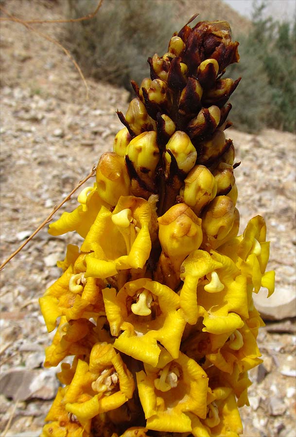 Image of Cistanche tubulosa specimen.