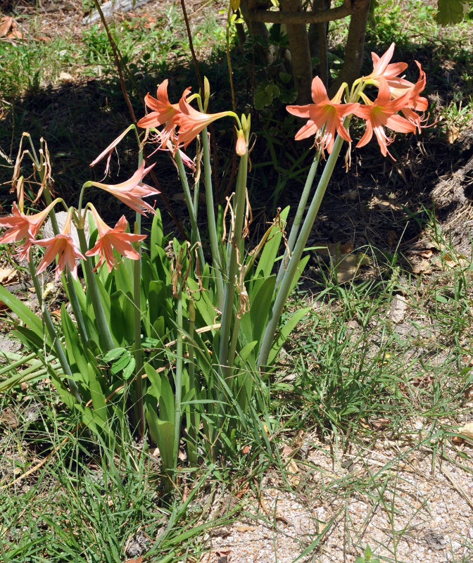 Изображение особи род Hippeastrum.