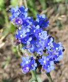 Anchusa officinalis. Соцветия. Восточный Казахстан, г. Усть-Каменогорск, правый берег р. Иртыш. 10.07.2010.