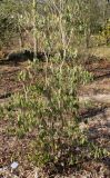 Rhododendron ambiguum