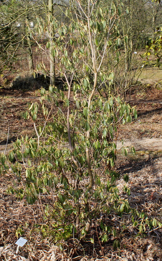 Image of Rhododendron ambiguum specimen.