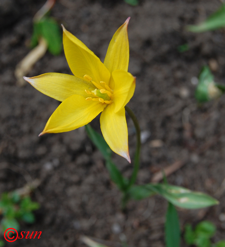 Изображение особи Tulipa biebersteiniana.