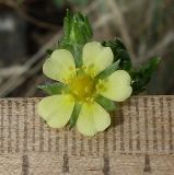 Potentilla heidenreichii. Цветок. Ростовская обл., Белокалитвенский р-н, окр. хутора Грушёвка, днище каменистой балки. 23.06.2013.