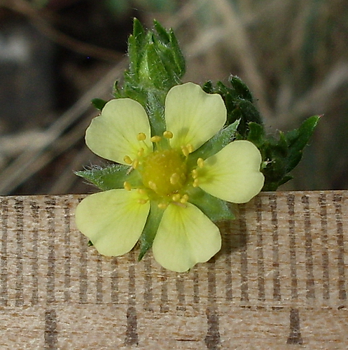 Image of Potentilla heidenreichii specimen.