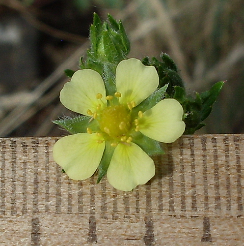 Изображение особи Potentilla heidenreichii.