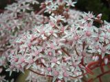 Sedum album