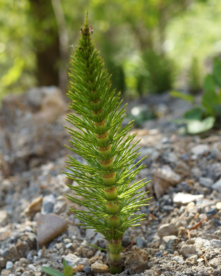 Изображение особи Equisetum telmateia.