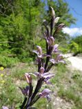 Limodorum abortivum