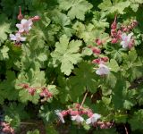 Geranium &times; cantabrigiense