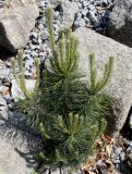 Pinus mugo. Вегетирующее молодое растение. Германия, г. Дюссельдорф, Ботанический сад университета. 04.05.2014.