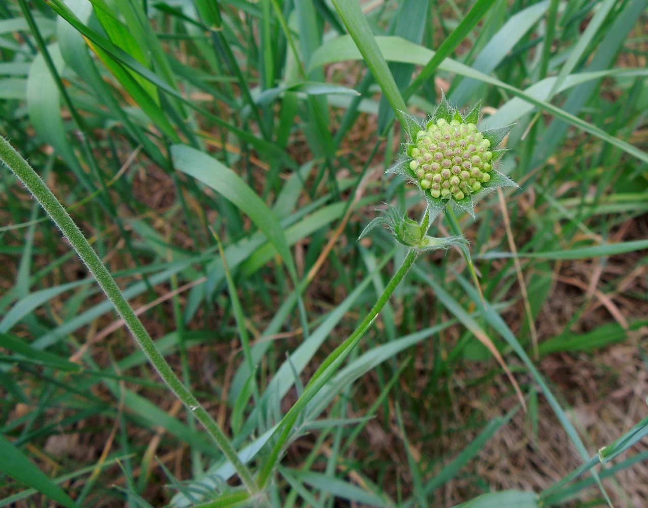 Image of Knautia arvensis specimen.