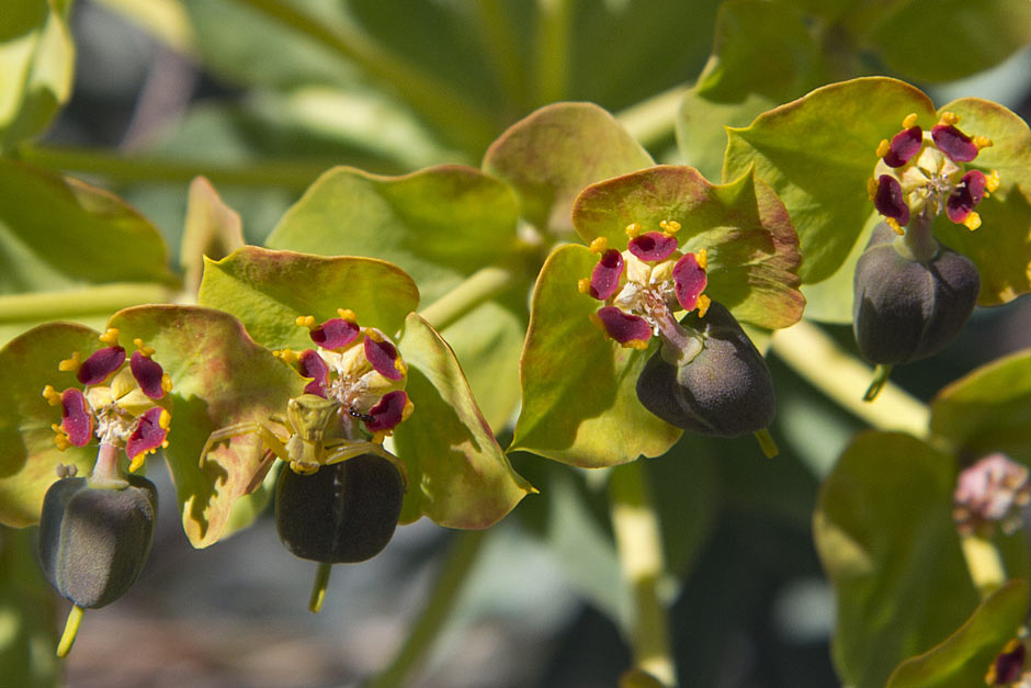 Изображение особи Euphorbia rigida.