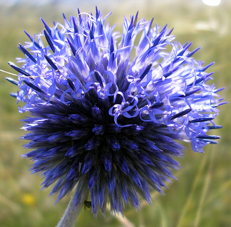 Изображение особи Echinops tataricus.