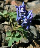 род Corydalis