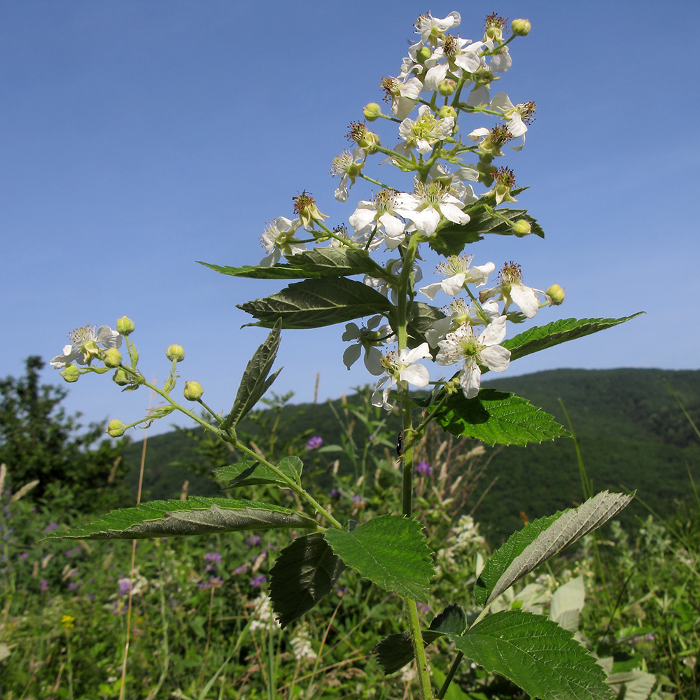 Image of Rubus lloydianus specimen.