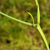 Lilium cernuum. Верхняя часть побега. Приморский край, Уссурийский гор. округ, окр. с. Монакино, поляна в широколиственном лесу. 18.07.2014.