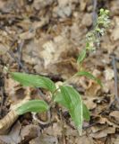 Epipactis subspecies degenii