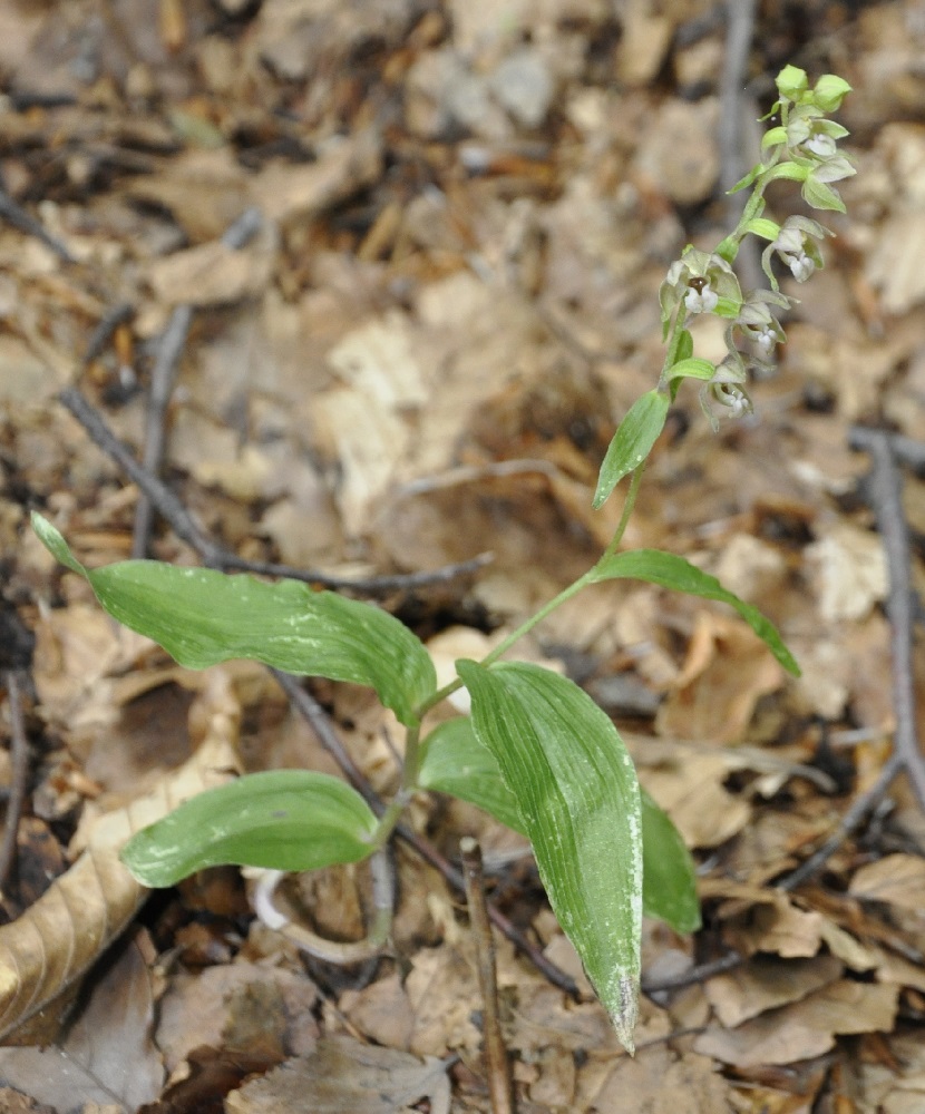 Изображение особи Epipactis helleborine ssp. degenii.