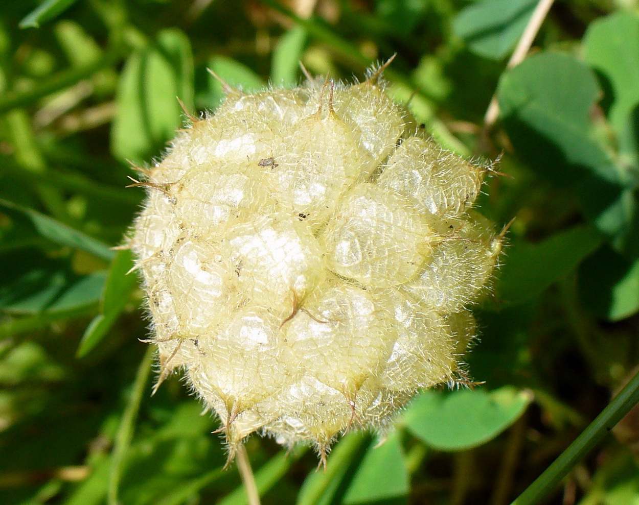 Image of Trifolium fragiferum specimen.