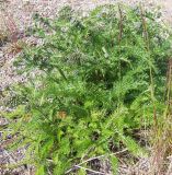 Achillea apiculata