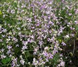 Matthiola bicornis