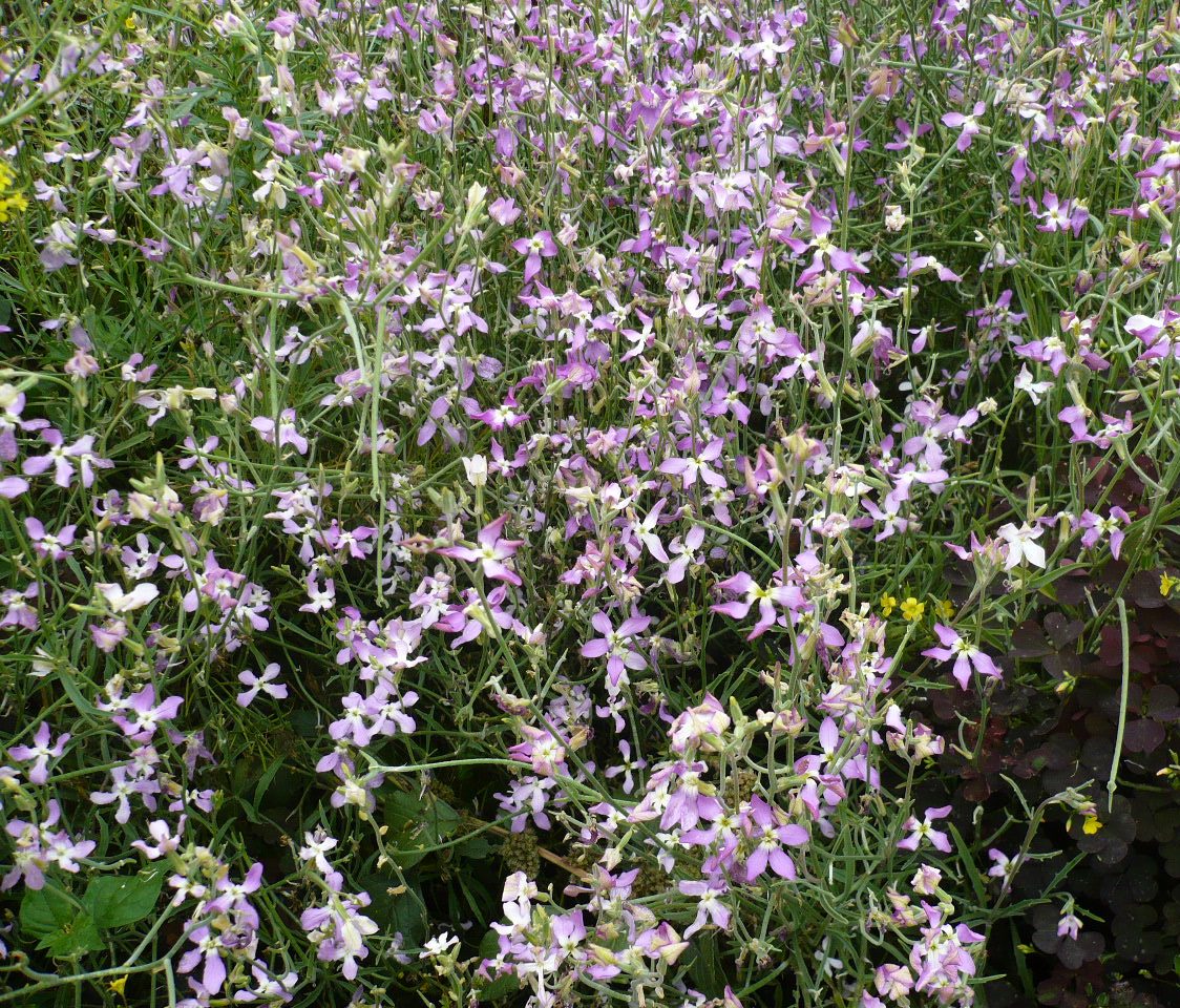 Изображение особи Matthiola bicornis.