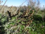 Artemisia taurica