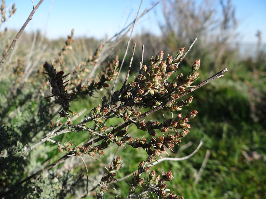 Изображение особи Artemisia taurica.